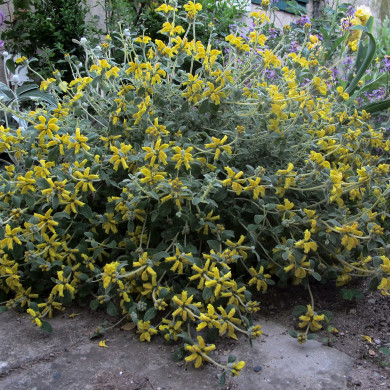 Phlomis lanata