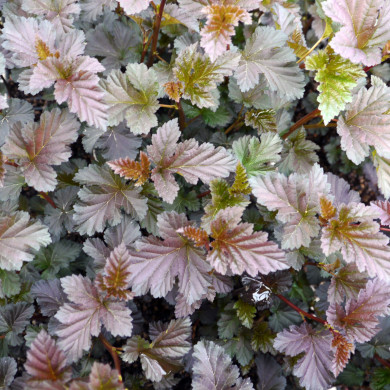 Physocarpus Midnight® 'Jonight'