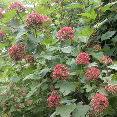 Physocarpus opulifolius