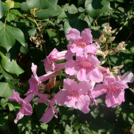 Podranea ricasoliana