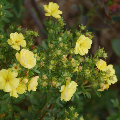 Potentilla fruticosa Double Punch® Gold 'Minjau03'