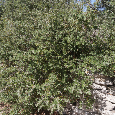 Quercus coccifera