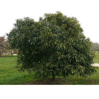 Quercus myrsinifolia