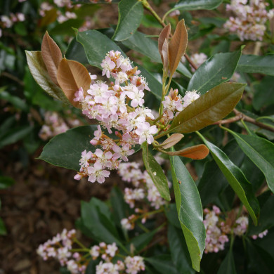 Rhaphiolepis umbellata