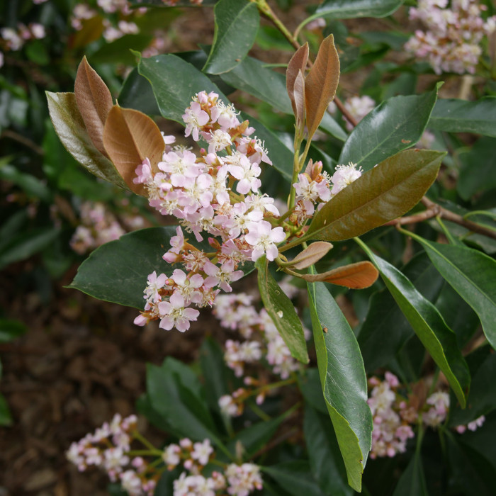 Rhaphiolepis umbellata