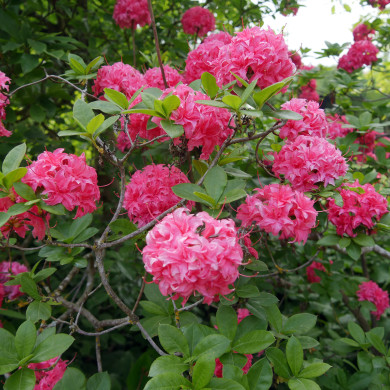 Azalea mollis 'Homebush'