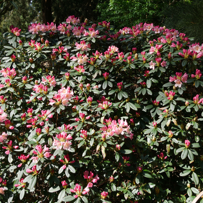 Rhododendron yakushimanum Percy Wiseman