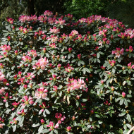 Rhododendron yakushimanum Percy Wiseman