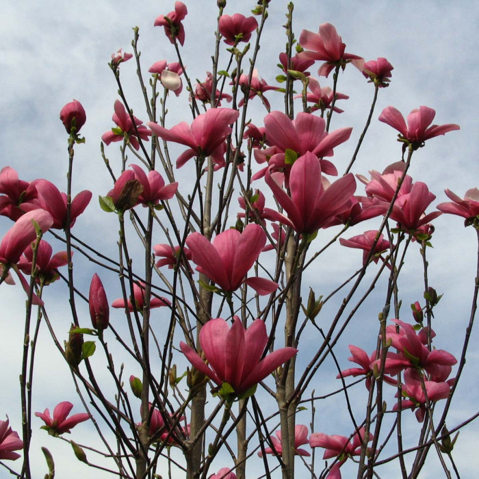 Magnolia 'Galaxy'
