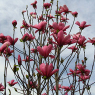 Magnolia 'Galaxy'