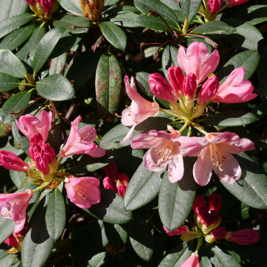 Rhododendron yakushimanum Percy Wiseman