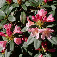 Rhododendron yakushimanum Percy Wiseman