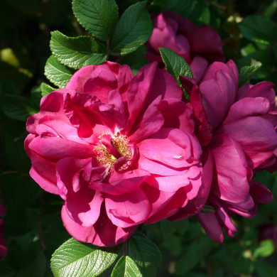Rosa rugosa Emotion