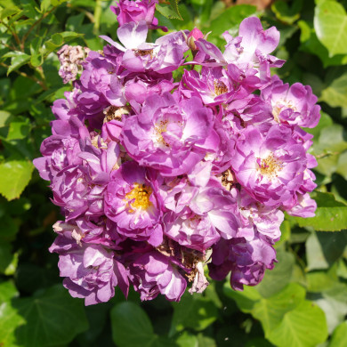 Rosier Veilchenblau liane