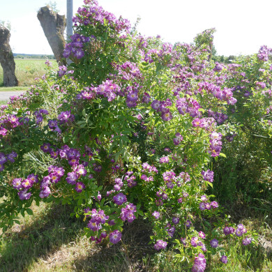 Rosier Veilchenblau liane