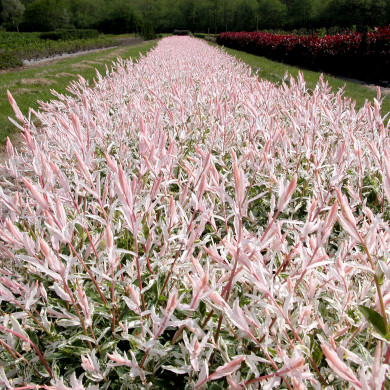 Salix integra 'Hakuro-nishiki'