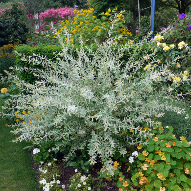 Salix integra 'Hakuro-nishiki'