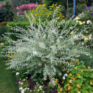 Salix integra 'Hakuro-nishiki'