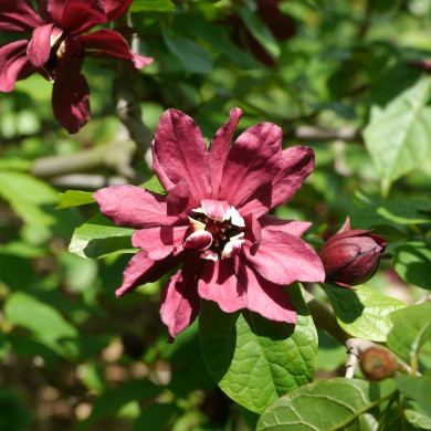 Sinocalycalycanthus Raulstonii Hartlage Wine
