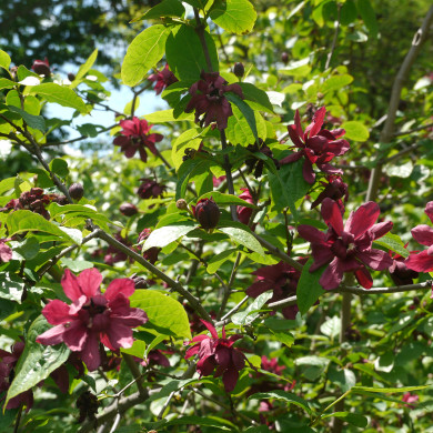 Sinocalycalycanthus Raulstonii Hartlage Wine