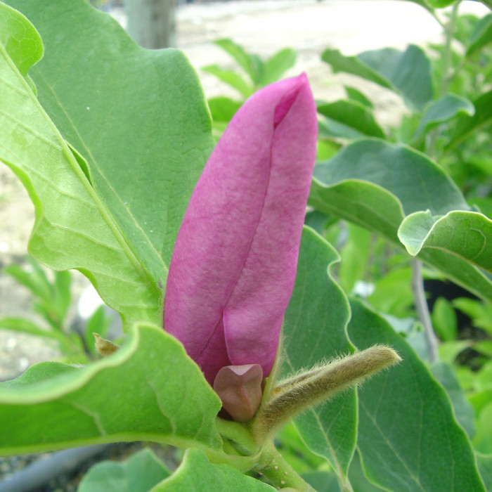 Magnolia 'Galaxy'