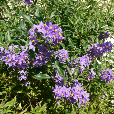 Solanum crispum 'Glasnevin'