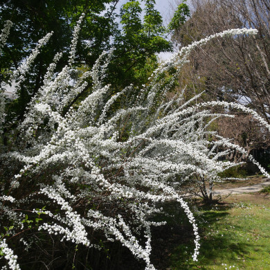 Spiraea prunifolia Plena