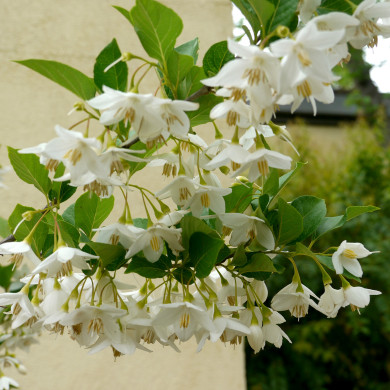 Styrax japonicus 'Sohuksan' EMERALD PAGODA