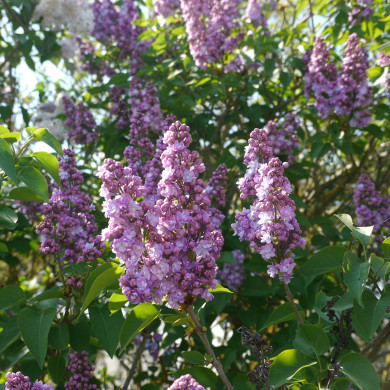Syringa vulgaris 'Michel Buchner'