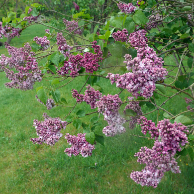 Syringa vulgaris Paul Thirion