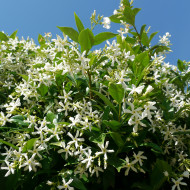 Trachelospermum jasminoides