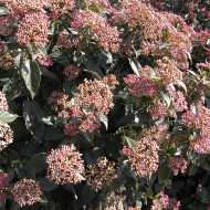 Viburnum tinus 'Eve Price'
