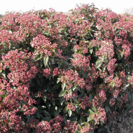 Viburnum tinus 'Eve Price'