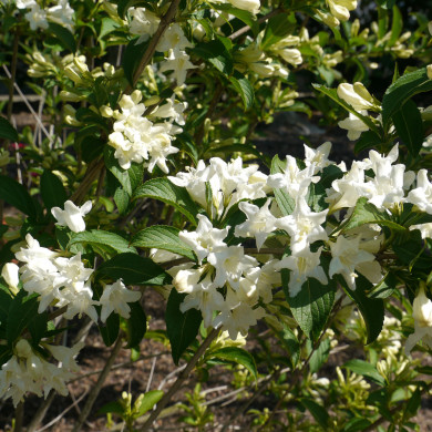 Weigela 'Snowflake'