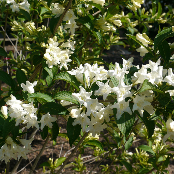 Weigela 'Snowflake'