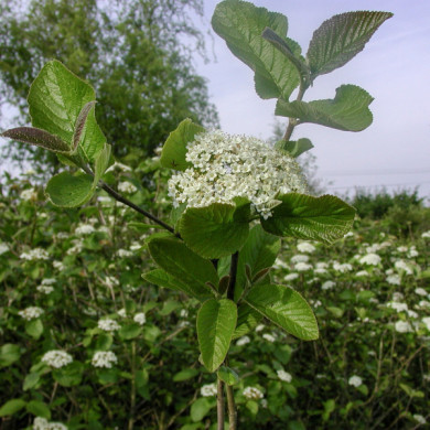 Viburnum opulus