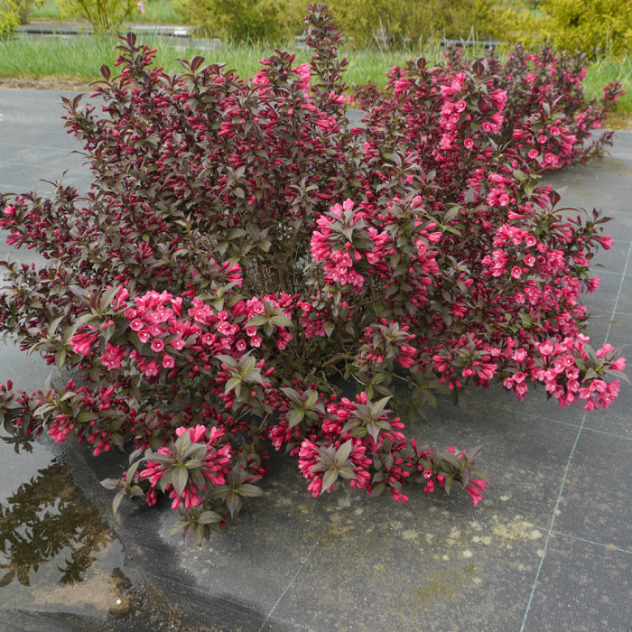 Weigela florida Minor black® 'veirweig 3'