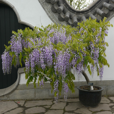 Wisteria floribunda 'Lawrence'