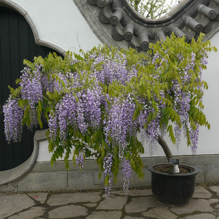 Wisteria floribunda 'Lawrence'