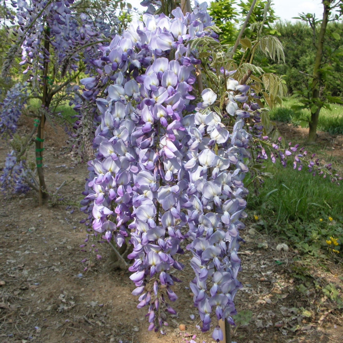 Wisteria sinensis 'Prolific'