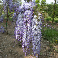 Wisteria sinensis 'Prolific'