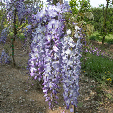 Wisteria sinensis 'Prolific'