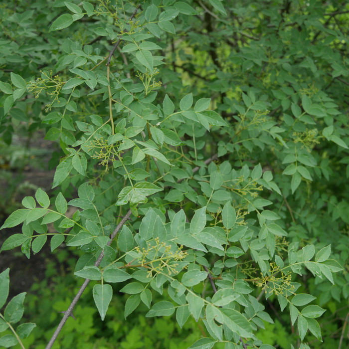 Zanthoxylum simulans