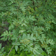 Zanthoxylum simulans
