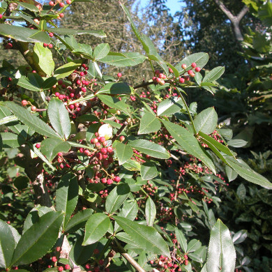 Zanthoxylum simulans