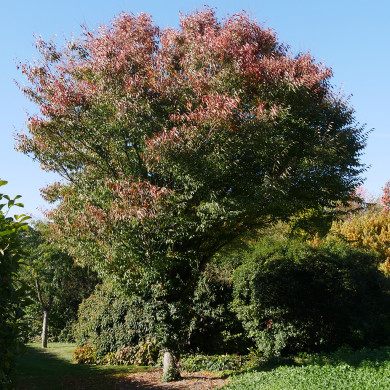 Zelkova serrata Green Vase® 'Flekova'