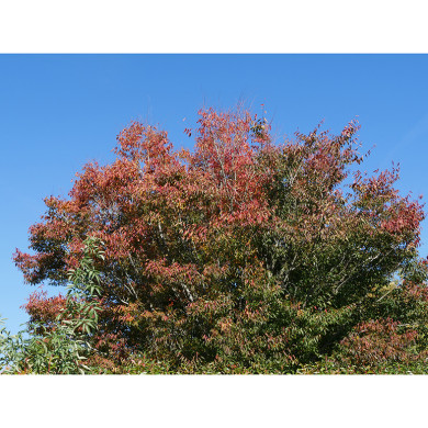 Zelkova serrata Green Vase® 'Flekova'