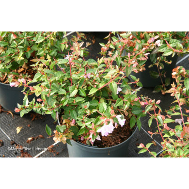 Abelia x grandiflora Pink Pong 'Abenov41'