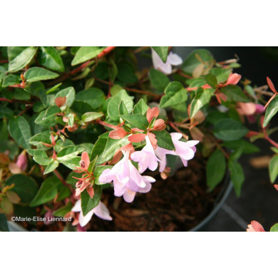 Abelia x grandiflora Pink Pong 'Abenov41'