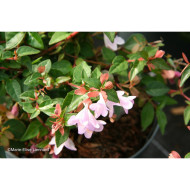 Abelia x grandiflora Pink Pong 'Abenov41'